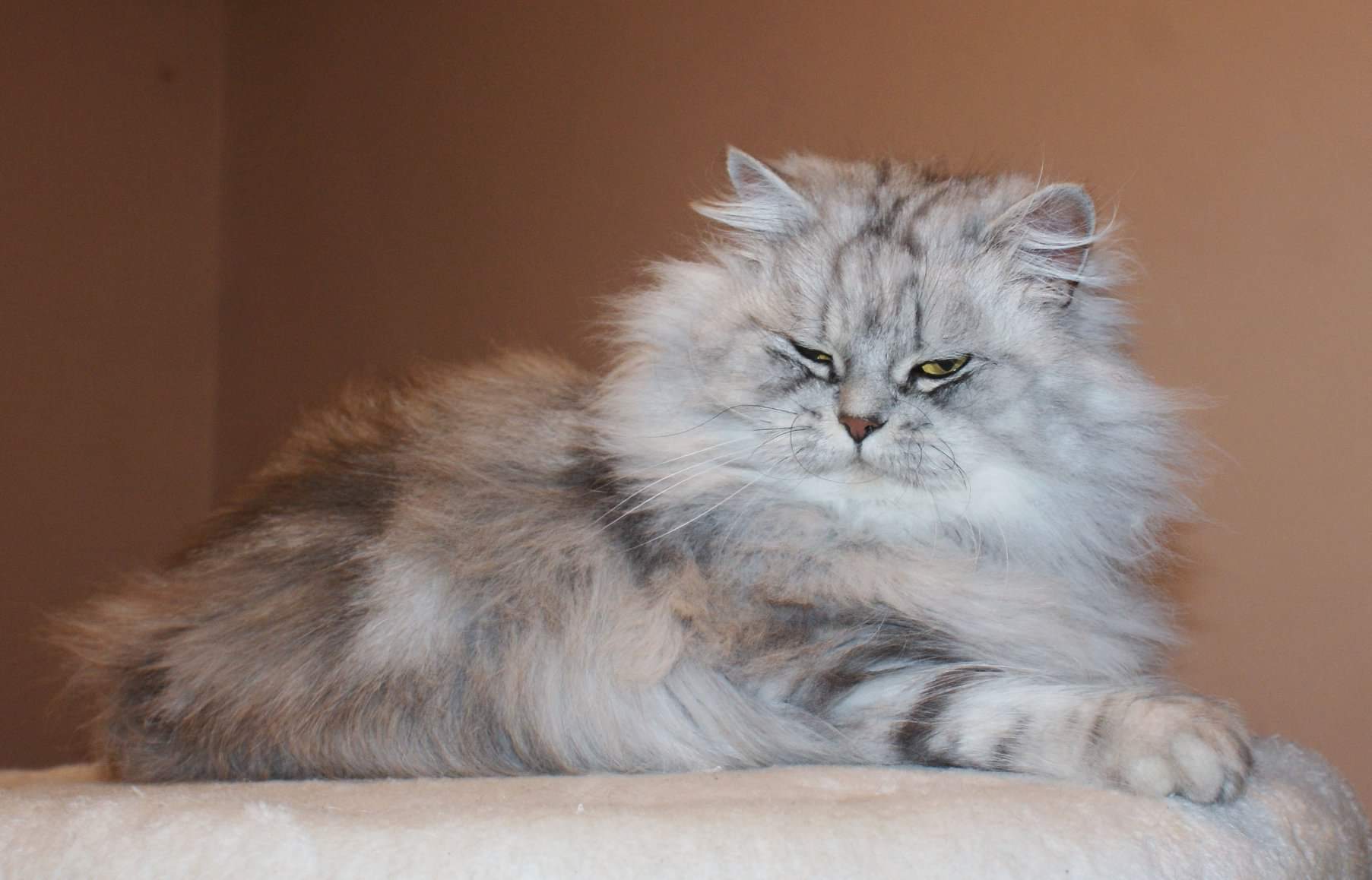 ICH. Silver Meteor Miss Harmony